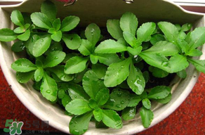 養(yǎng)心菜能生吃嗎？養(yǎng)心菜怎么吃？