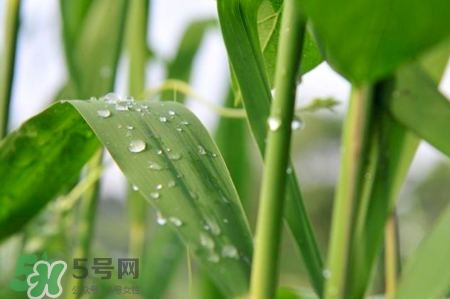 包粽子的葉子叫什么？包粽子的葉子怎么處理？