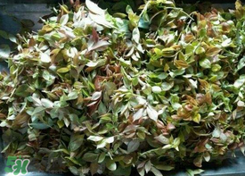 烏樹葉怎么做？烏樹葉怎么做好吃又簡單？