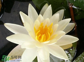 ?立夏是夏天嗎？?立夏是夏天的開始嗎？