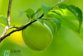 青梅不能和什么一起吃？青梅和什么相克？