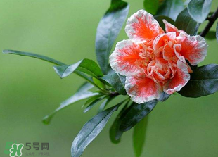 立夏開(kāi)什么花？立夏有什么花？
