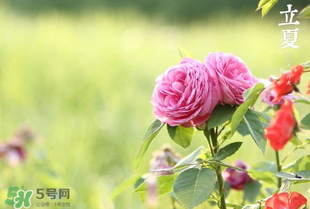 立夏開(kāi)什么花？立夏有什么花？