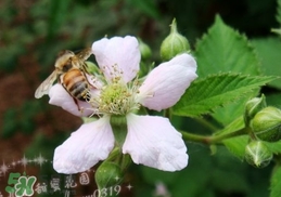 樹莓有毒嗎？樹莓有刺嗎？