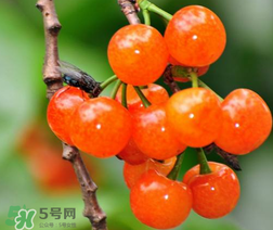 立夏嘗三新指的是什么？立夏嘗新活動