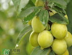 立夏嘗三新指的是什么？立夏嘗新活動