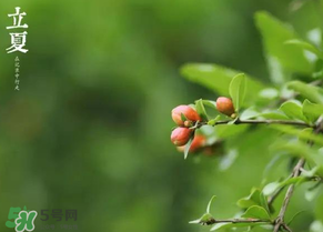 立夏要注意什么？立夏養(yǎng)生禁忌
