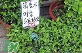 寶寶驅(qū)蚊產(chǎn)品哪個(gè)好？寶寶驅(qū)蚊用什么好？