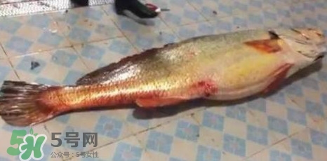 天價魚賣出347萬 金錢鳘為什么這么貴？