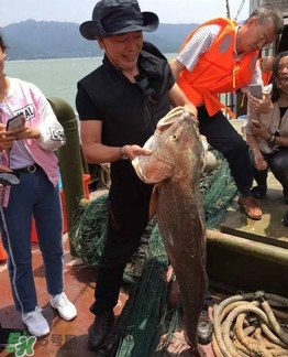 天價魚賣出347萬 金錢鳘為什么這么貴？