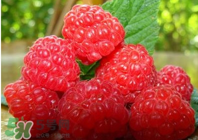 山莓多少錢(qián)一斤？為什么沒(méi)人種植山莓