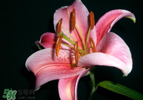母親節(jié)可以送百合嗎？送母親百合花該送幾朵？