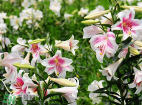 母親節(jié)可以送百合嗎？送母親百合花該送幾朵？