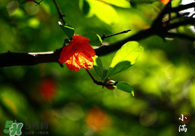 2017年小滿(mǎn)會(huì)下雨嗎？2017年小滿(mǎn)下雨好嗎？