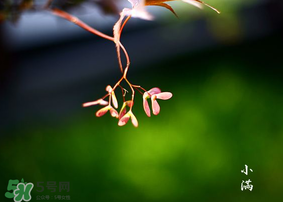 小滿是什么節(jié)氣？小滿是第幾個節(jié)氣？