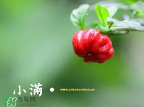 小滿是什么節(jié)氣？小滿是第幾個節(jié)氣？