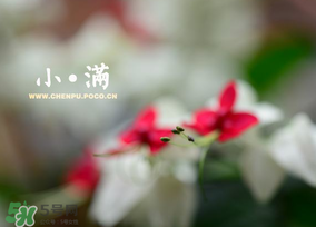 小滿是什么節(jié)氣？小滿是第幾個節(jié)氣？