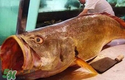 黃唇魚可以養(yǎng)殖嗎？黃唇魚能養(yǎng)殖嗎？