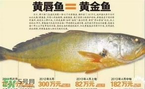 黃唇魚是黃花魚嗎？黃唇魚是黃魚嗎？