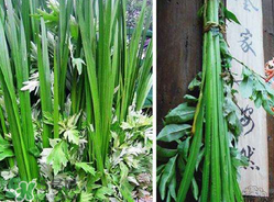端午節(jié)為什么要掛菖蒲？端午節(jié)掛菖蒲的好處
