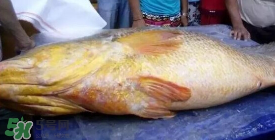 黃唇魚可以買賣嗎？黃唇魚買賣違法嗎？