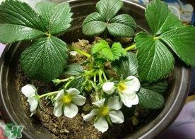 菠蘿莓種子哪里有賣？哪里能買得到菠蘿莓種子？