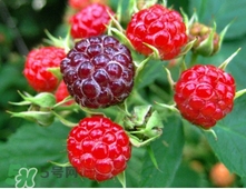 山莓多少錢(qián)一斤？為什么沒(méi)人種植山莓