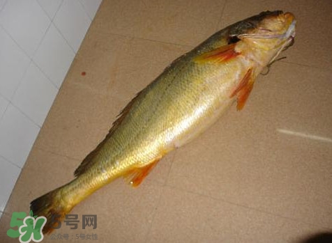 黃唇魚為什么那么貴？黃唇魚為什么這么貴