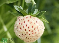 菠蘿莓種子哪里有賣？哪里能買得到菠蘿莓種子？