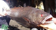 黃唇魚可以養(yǎng)殖嗎？黃唇魚能養(yǎng)殖嗎？