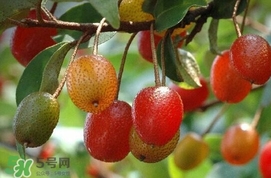 羊奶子什么時候成熟？羊奶子什么樣子