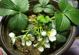 菠蘿莓種子哪里有賣？哪里能買得到菠蘿莓種子？