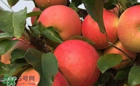 紅心蘋果多少錢一斤？紅肉蘋果價格