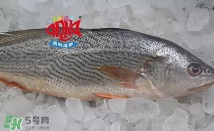 黃唇魚是黃花魚嗎？黃唇魚是黃魚嗎？