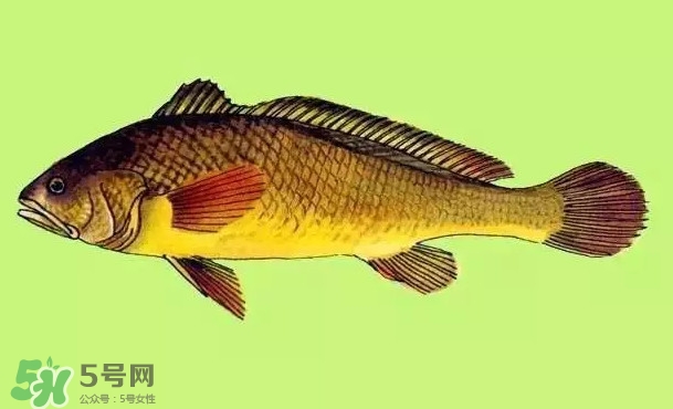 黃唇魚是黃花魚嗎？黃唇魚是黃魚嗎？