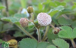 菠蘿莓種子哪里有賣？哪里能買得到菠蘿莓種子？