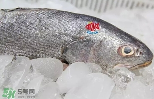 黃唇魚是黃花魚嗎？黃唇魚是黃魚嗎？