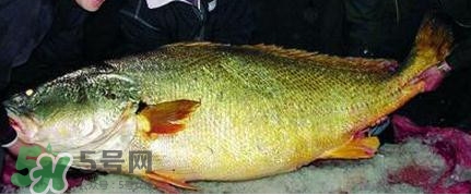 黃唇魚可以買賣嗎？黃唇魚買賣違法嗎？