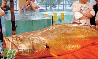 黃唇魚可以買賣嗎？黃唇魚買賣違法嗎？