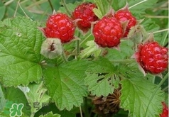 山莓多少錢(qián)一斤？為什么沒(méi)人種植山莓