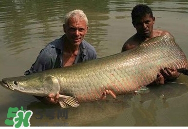 金錢(qián)鳘是什么魚(yú)？金錢(qián)鳘是淡水魚(yú)嗎？