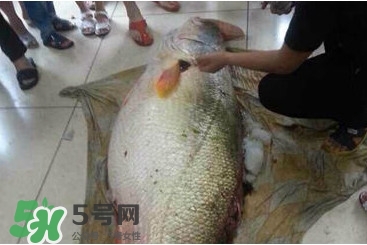 金錢(qián)鳘是什么魚(yú)？金錢(qián)鳘是淡水魚(yú)嗎？