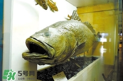 金錢鳘為什么那么貴？金錢鳘為什么能賣那么貴