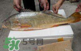孕婦能吃金錢鱉嗎？懷孕期間能不能吃金錢鱉？
