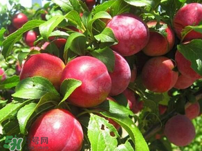 ?油桃是發(fā)物嗎？?油桃是不是發(fā)物？