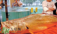 孕婦能吃金錢鱉嗎？懷孕期間能不能吃金錢鱉？