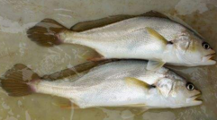 小孩能吃黃唇魚嗎？小孩吃黃唇魚好嗎？