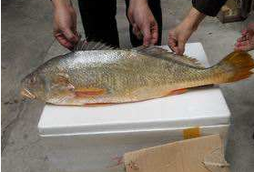 小孩能吃黃唇魚嗎？小孩吃黃唇魚好嗎？