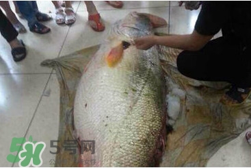 黃唇魚魚鰾能救命？黃唇魚魚鰾可以救命？