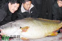 寶寶能吃金錢鳘嗎？金錢鳘寶寶吃了好嗎？